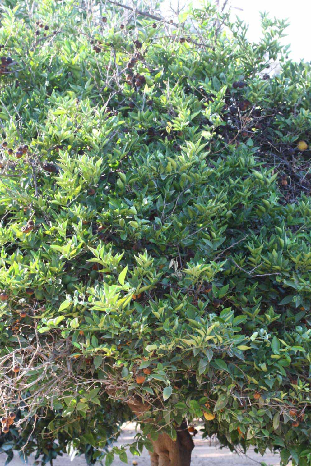            Habit (Riverside, CA)   